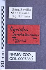 Etikette zu Agriotes andalusiacus (Franz, 1967) (NHMW-ZOO-COL-0007350)